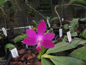 jan-phalaenopsis-violacea