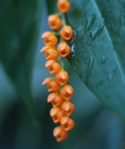 pleurothallis-truncata-close-up-2