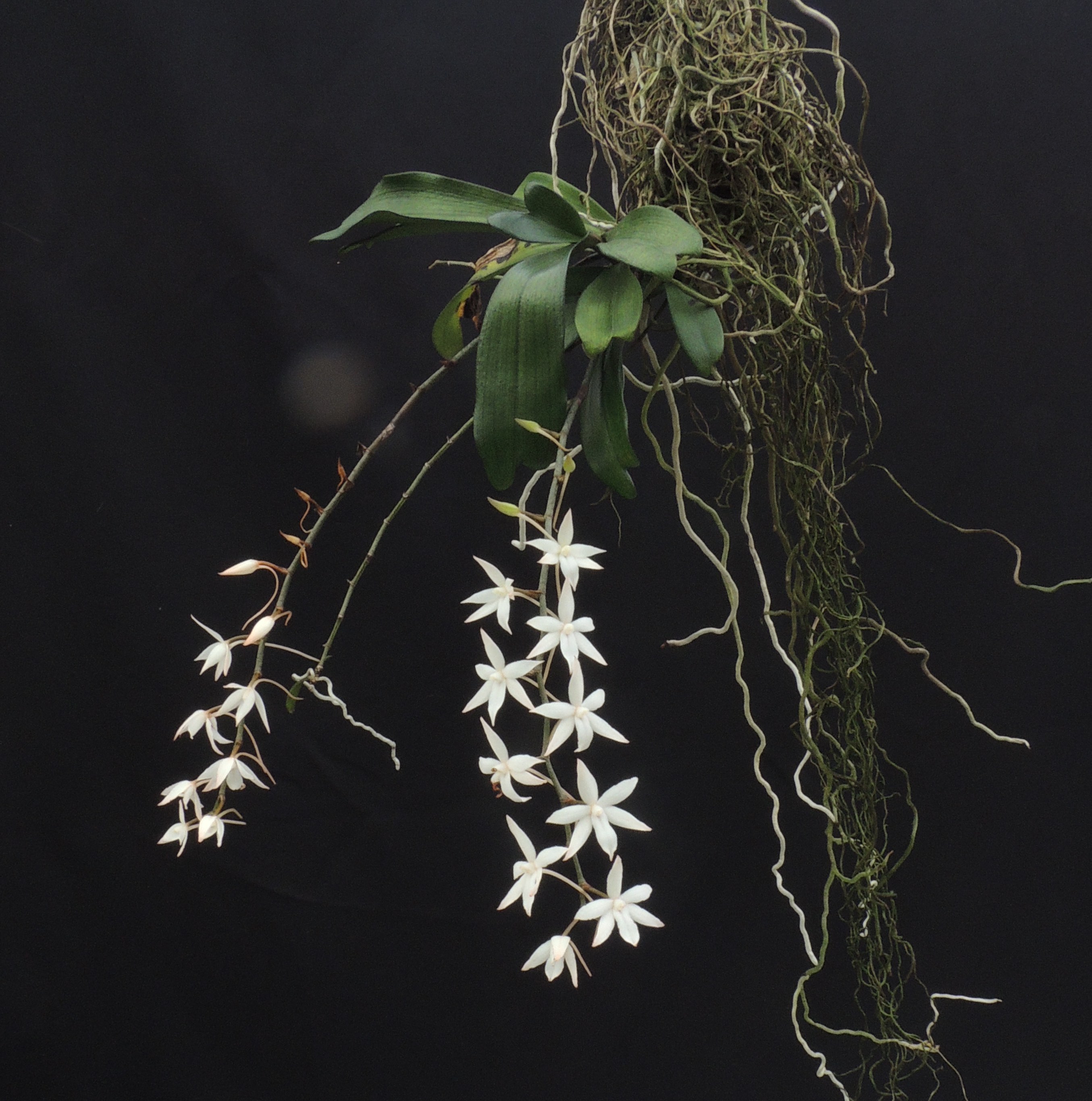 WSBEorchids | The Home of the Writhlington Orchid Project